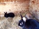 Unsere Hasen_9